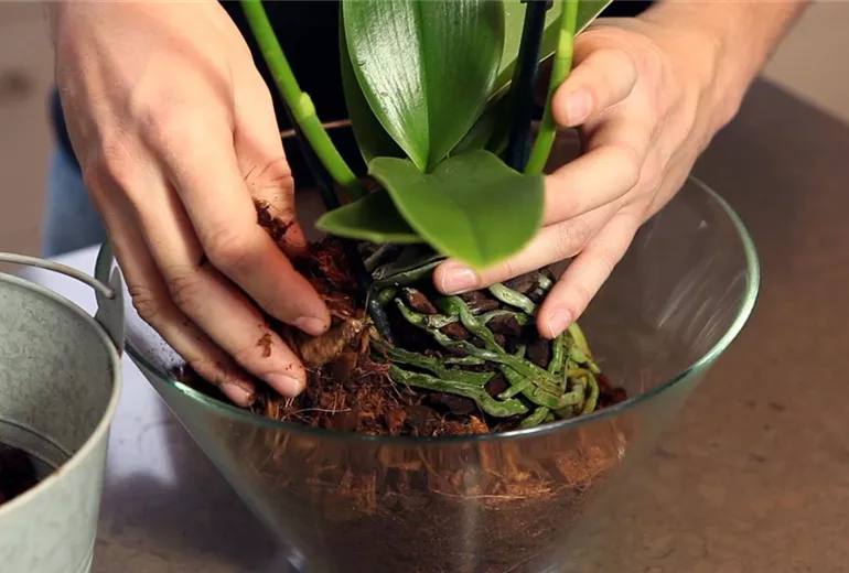 Orchidee - Einpflanzen in ein Gefäß (4)