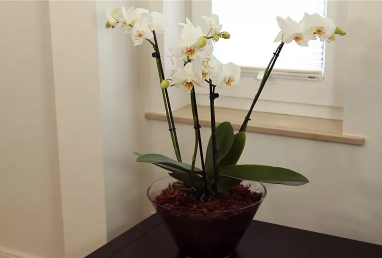 Orchidee - Einpflanzen in ein Gefäß (1)