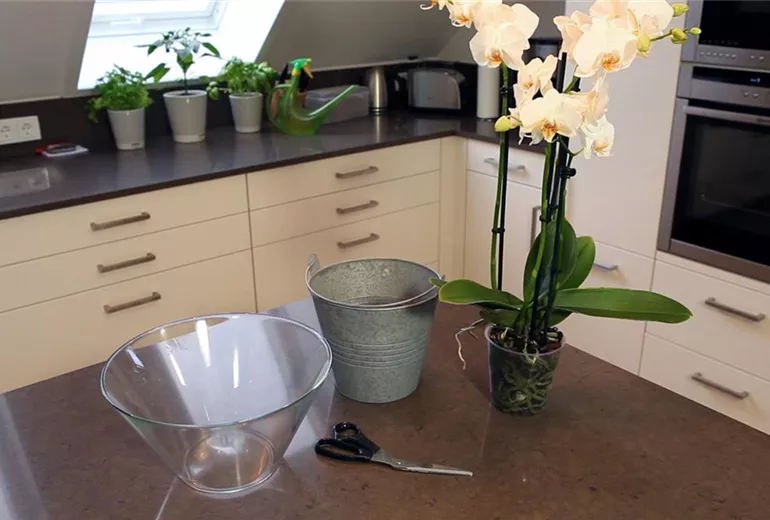 Orchidee - Einpflanzen in ein Gefäß (2)