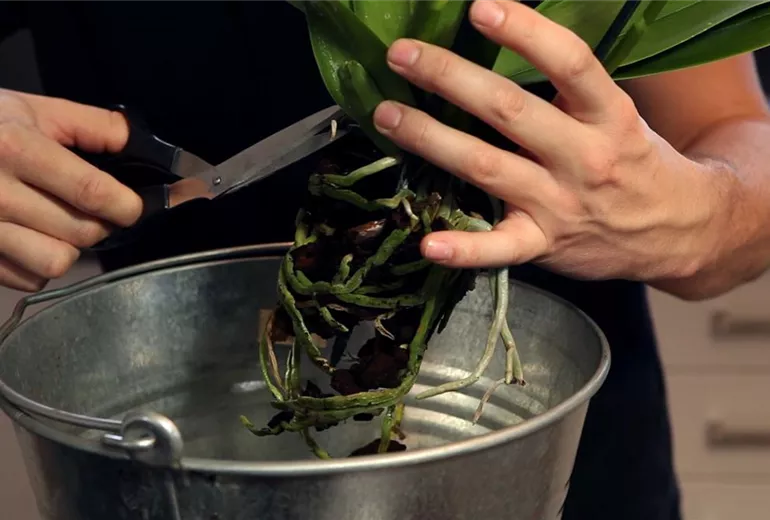 Orchidee - Einpflanzen in ein Gefäß (3)