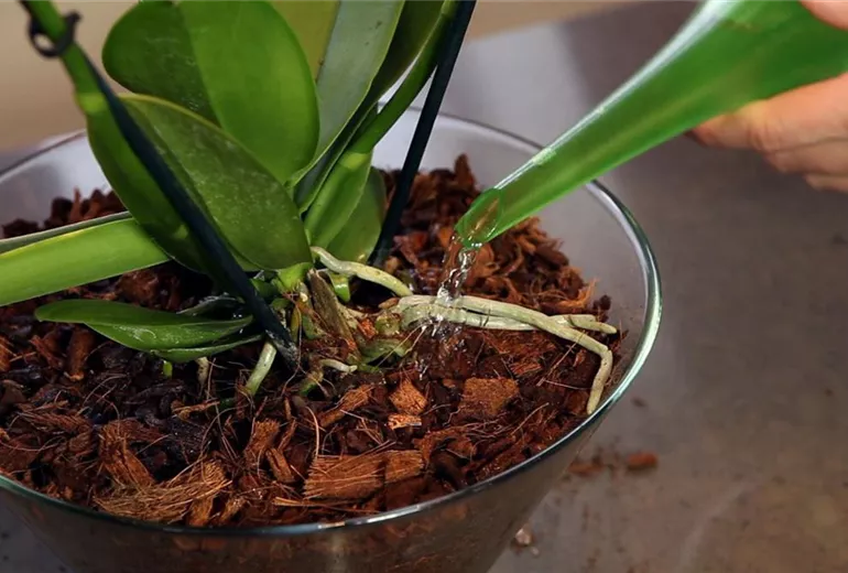 Orchidee - Einpflanzen in ein Gefäß (5)