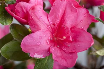 Die Zimmerazalee – bunte Schönheit bei tristem Wetter Die Zimmerazalee – bunte Schönheit bei tristem Wetter