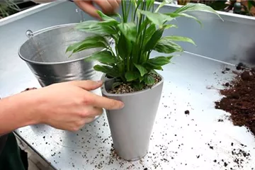 Einblatt - Einpflanzen in ein Gefäß