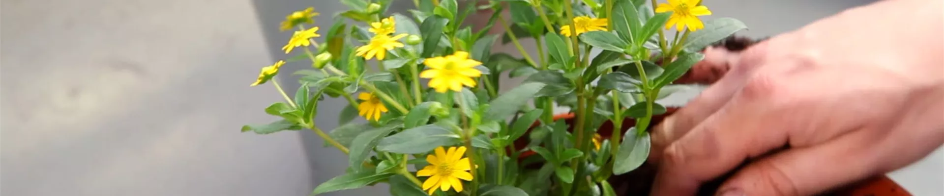 Husarenknopf - Einpflanzen in ein Gefäß (5)