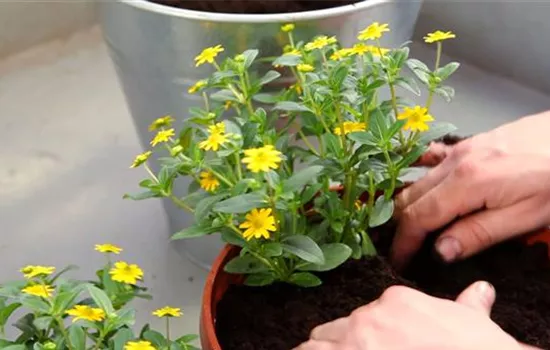 Husarenknopf - Einpflanzen in ein Gefäß Husarenknopf - Einpflanzen in ein Gefäß