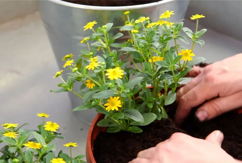 Husarenknopf - Einpflanzen in ein Gefäß (5)