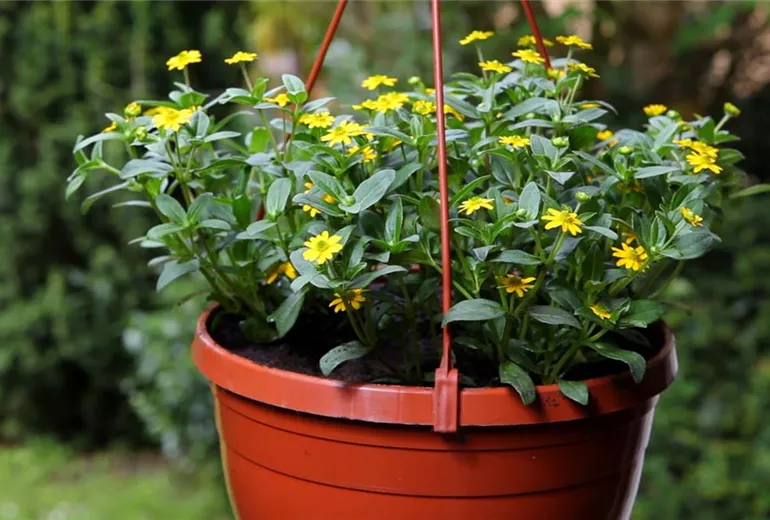 Husarenknopf - Einpflanzen in ein Gefäß (1)