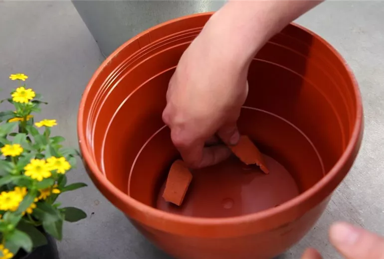 Husarenknopf - Einpflanzen in ein Gefäß (2)