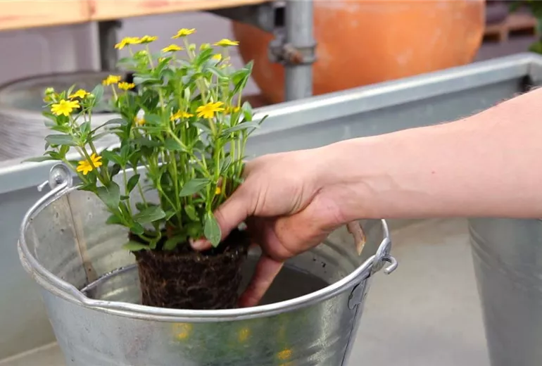 Husarenknopf - Einpflanzen in ein Gefäß (4)