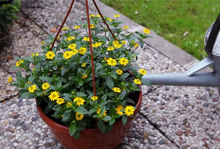 Husarenknopf - Einpflanzen in ein Gefäß (6)