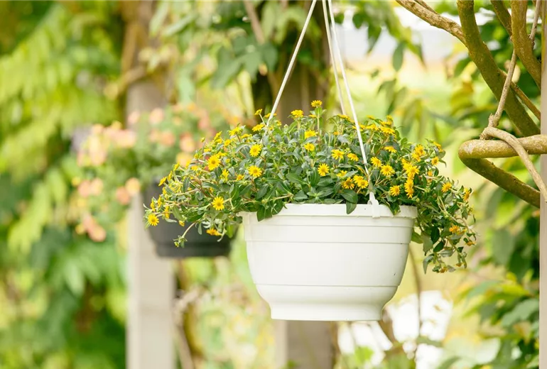 Sanvitalia procumbens Sanvitalia procumbens