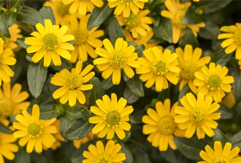 Sanvitalia 'Ariba' Sanvitalia 'Ariba'