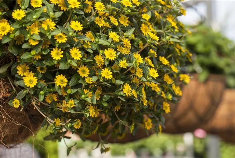 Sanvitalia procumbens 'Sunvy Trailing' Sanvitalia procumbens 'Sunvy Trailing'