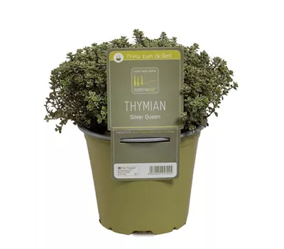 Thymus x citriodorus 'Silver Queen'