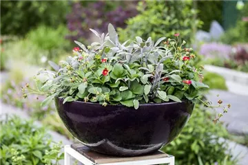 Urbaner Garten – was ist das?