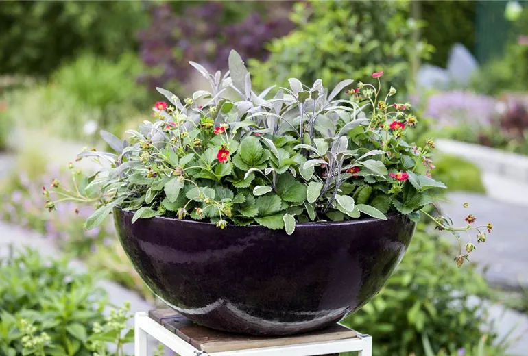 Salvia officinalis 'Tricolor' Salvia officinalis 'Tricolor'