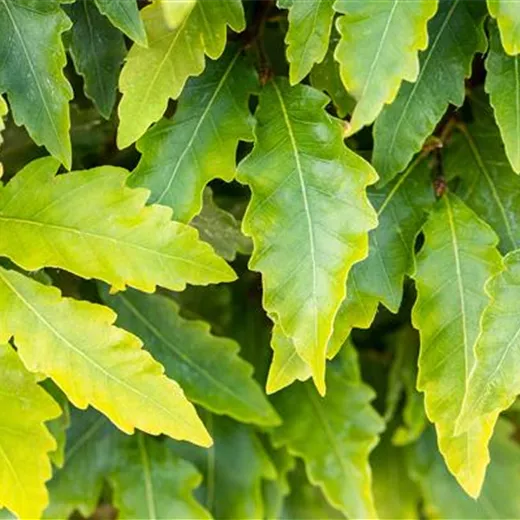 Fagus sylv. "Sandrode"
