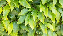 Fagus sylv. "Sandrode"