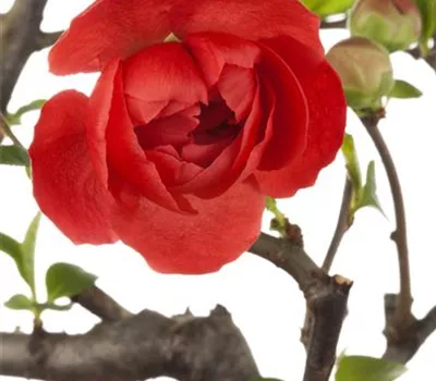 Chaenomeles 'Friesdorfer Typ 205'