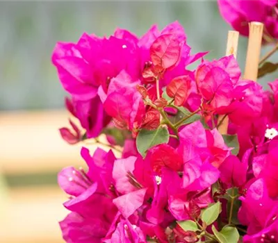 Bougainvillea Hybride