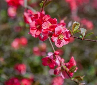 Chaenomeles speciosa 'Pink Storm' -R-