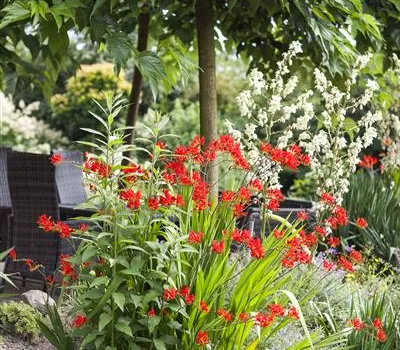 Crocosmia x crocosmiiflora 'Emberglow'