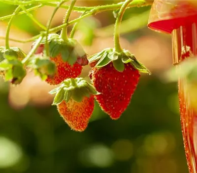 Fragaria vesca 'Honeye' Fragaria vesca 'Honeye'