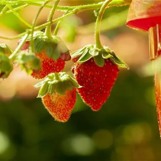 Fragaria vesca 'Honeye'