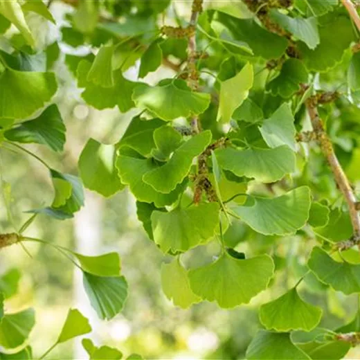 Ginkgo biloba "Landliebe"