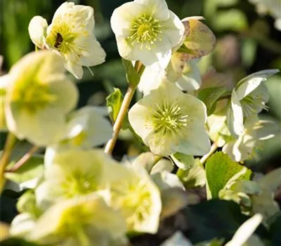 Helleborus niger 'Christmas Carol'
