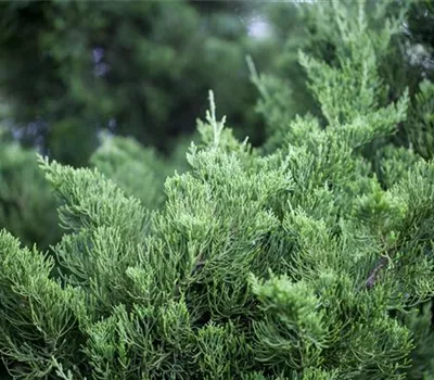 Juniperus chin.'Kaizuka' Juniperus chin.'Kaizuka'
