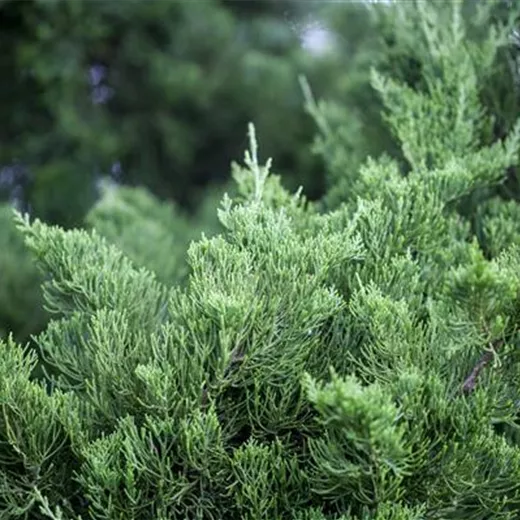 Juniperus chin.'Kaizuka'