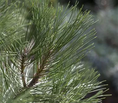 Pinus nigra 'Nana'
