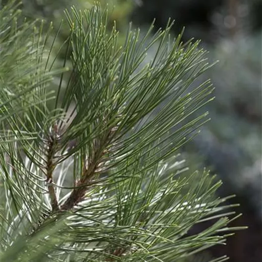 Pinus nigra 'Nana'