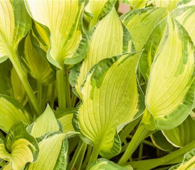Hosta x tardiana 'June' -R-