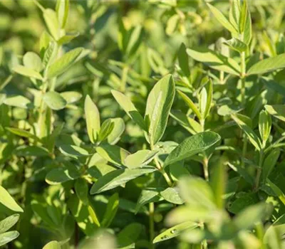 Lonicera kamtschatica 'Blue Velvet' -R-