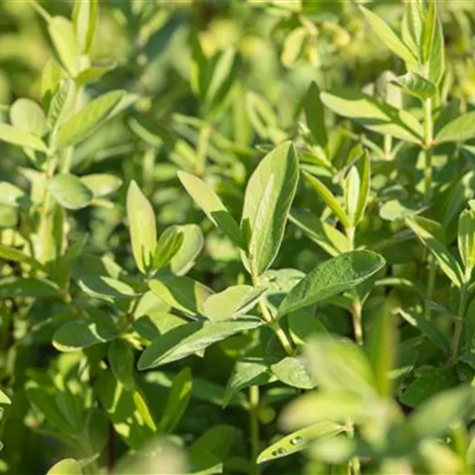 Lonicera kamtschatica 'Myberry -R- Sweet' Lonicera kamtschatica 'Myberry -R- Sweet'