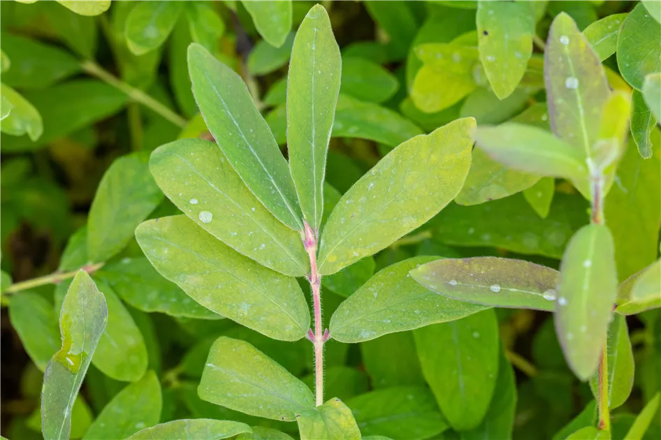 Lonicera kamtschatica "Amur"