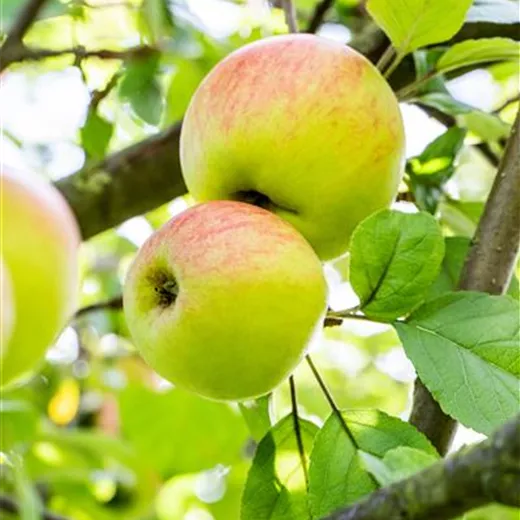 Malus 'Brettacher Sämling' CAC Malus 'Brettacher Sämling' CAC