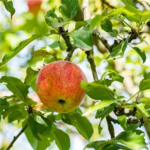 Malus 'Dülmener Herbstrosenapfel' CAC Malus 'Dülmener Herbstrosenapfel' CAC