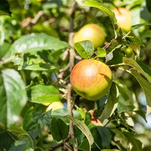 Malus 'Rheinischer Winterrambur' CAC