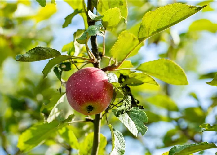 Malus 'Kaiser Wilhelm' CAC