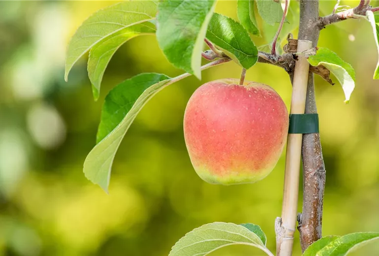Malus domestica Malus domestica