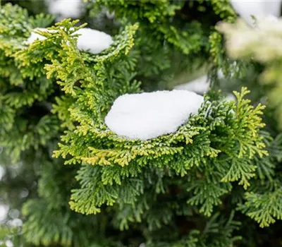 Chamaecyparis obtusa 'Nana Gracilis' Chamaecyparis obtusa 'Nana Gracilis'