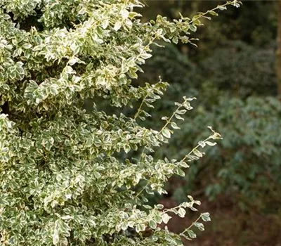 Euonymus fortunei 'Emerald Gaiety' Euonymus fortunei 'Emerald Gaiety'