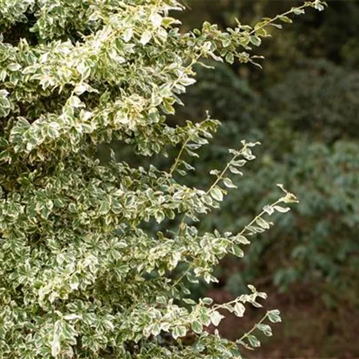 Euonymus fortunei 'Emerald Gaiety'