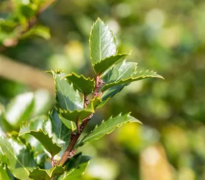 Ilex meserveae 'Blue Princess' -R- Ilex meserveae 'Blue Princess' -R-
