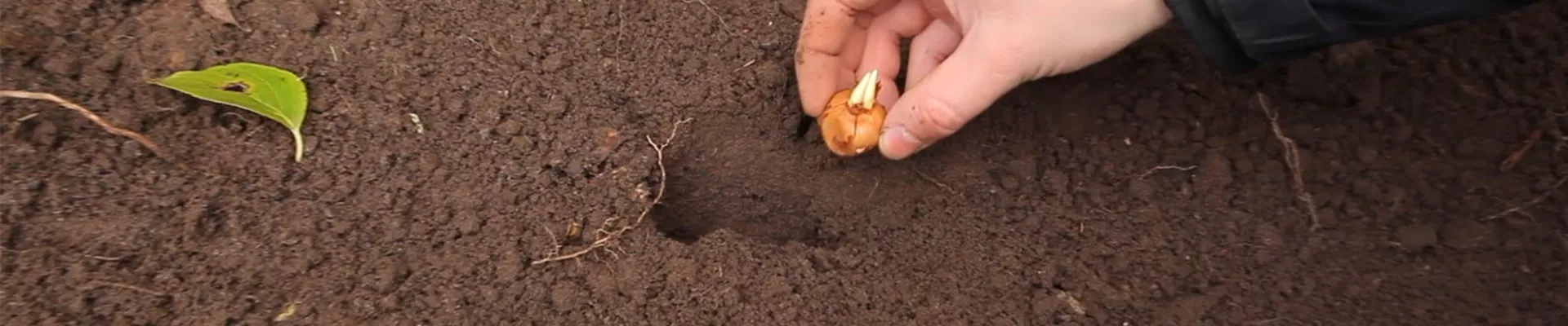 Krokusse - Zwiebeln einpflanzen (2) Krokusse - Zwiebeln einpflanzen (2)