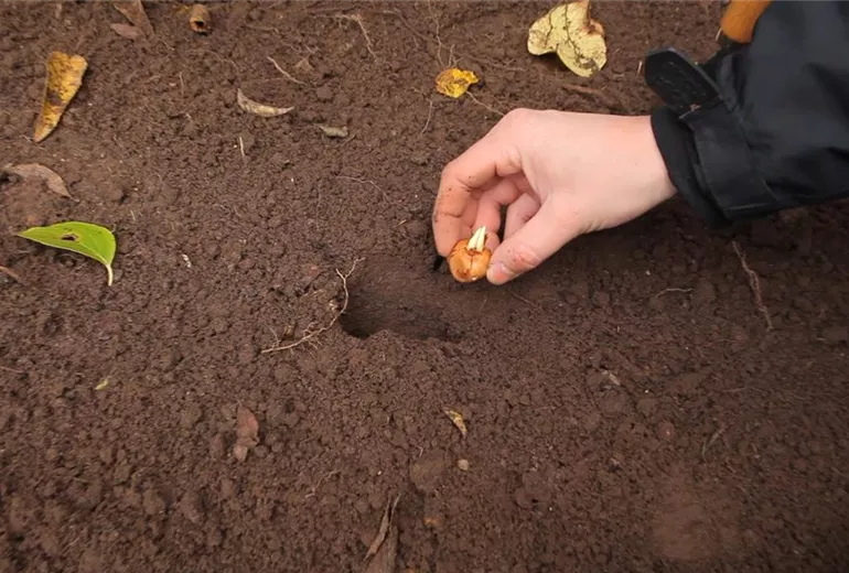 Krokusse - Zwiebeln einpflanzen (2) Krokusse - Zwiebeln einpflanzen (2)