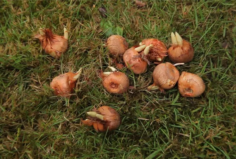 Krokusse - Zwiebeln einpflanzen (1) Krokusse - Zwiebeln einpflanzen (1)